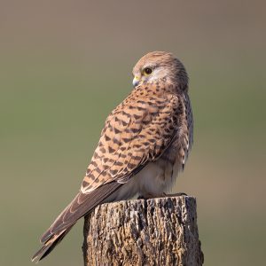 Reservas de la Biosfera en Navarra, Qué ver en Navarra, rutas España, ecoturismo