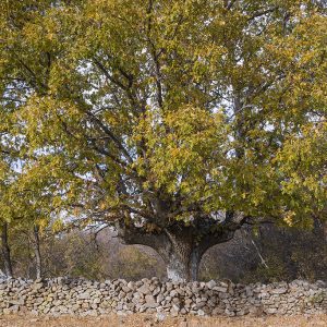 Reserva de la Biosfera Segovia, España, Qué ver en el Real Sitio de La Granja de San Ildefonso.