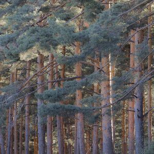 Reserva de la Biosfera Segovia, España, Qué ver en el Real Sitio de La Granja de San Ildefonso.