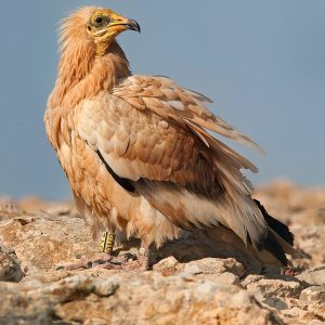 Reserva de la Biosfera Fuerteventura Naturcyl 00