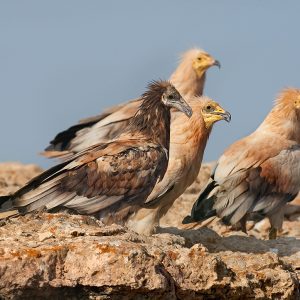 Reserva de la Biosfera Fuerteventura Naturcyl 01