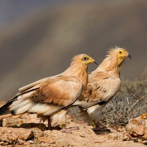 Reserva de la Biosfera Fuerteventura Naturcyl 02