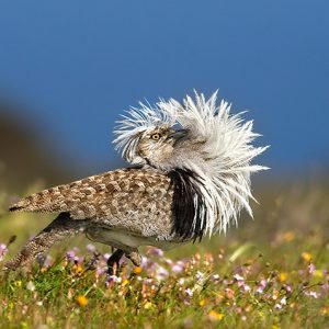 Reserva de la Biosfera Fuerteventura Naturcyl 03