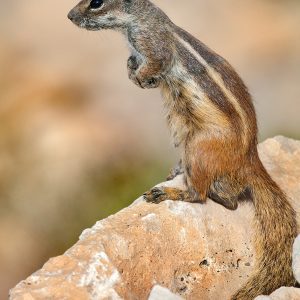 Reserva de la Biosfera Fuerteventura Naturcyl 05