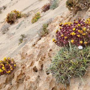 Reserva de la Biosfera Fuerteventura Naturcyl 08