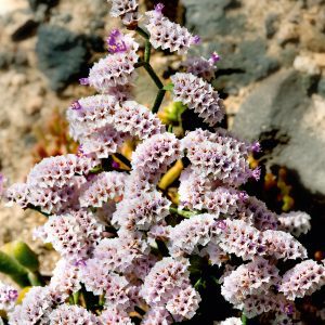 Reserva de la Biosfera Fuerteventura Naturcyl 20