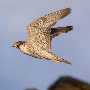 Reserva de la Biosfera Fuerteventura Naturcyl 21