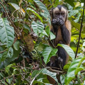 Amazonia Perú