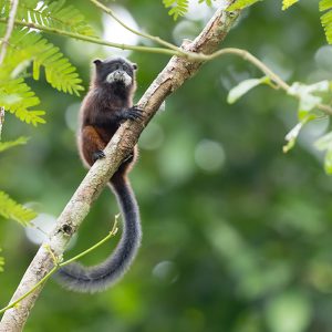 Cuáles son las reservas de la biosfera de perú