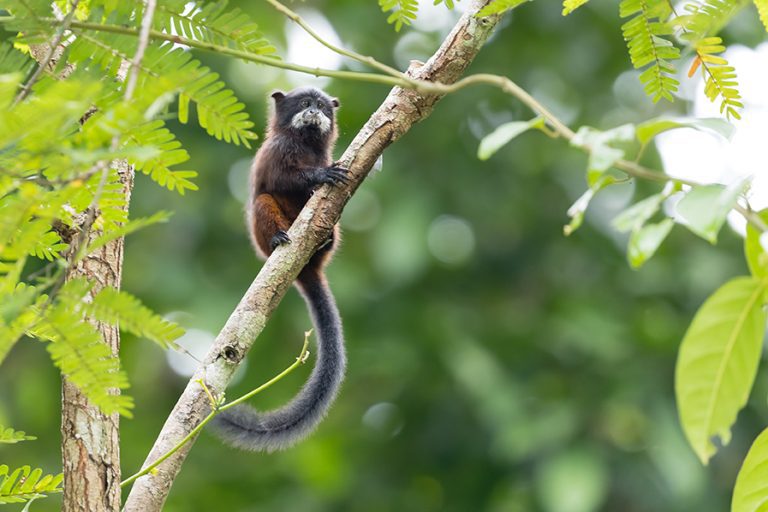 Cuáles son las reservas de la biosfera de perú