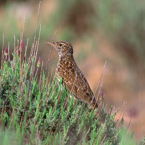 Reservas de la Biosfera en Navarra, Qué ver en Navarra, rutas España, ecoturismo