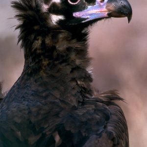 Reserva de la Biosfera Segovia, España, Qué ver en el Real Sitio de La Granja de San Ildefonso.