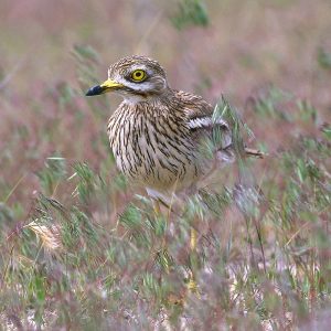 Reservas de la Biosfera en Navarra, Qué ver en Navarra, rutas España, ecoturismo