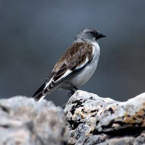 fauna y flora de babia y łuną, Castilla y León