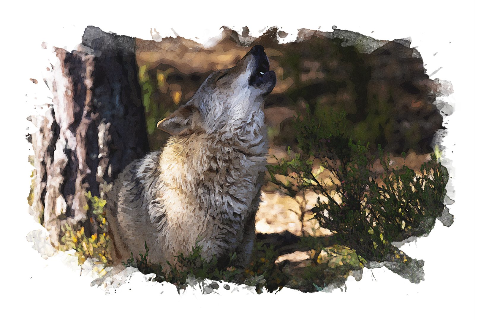 lobos, meseta ibérica, meseta Castilla y León, Castilla y León y Portugal